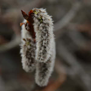 Selbstverteidigung www.natuerlich-wolf.de