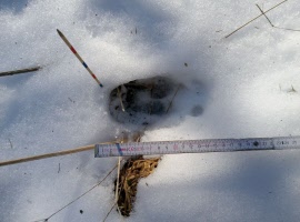 Spuren im Schnee natuerlich-wolf.de