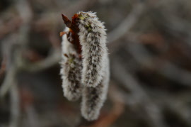 Selbstverteidigung www.natuerlich-wolf.de